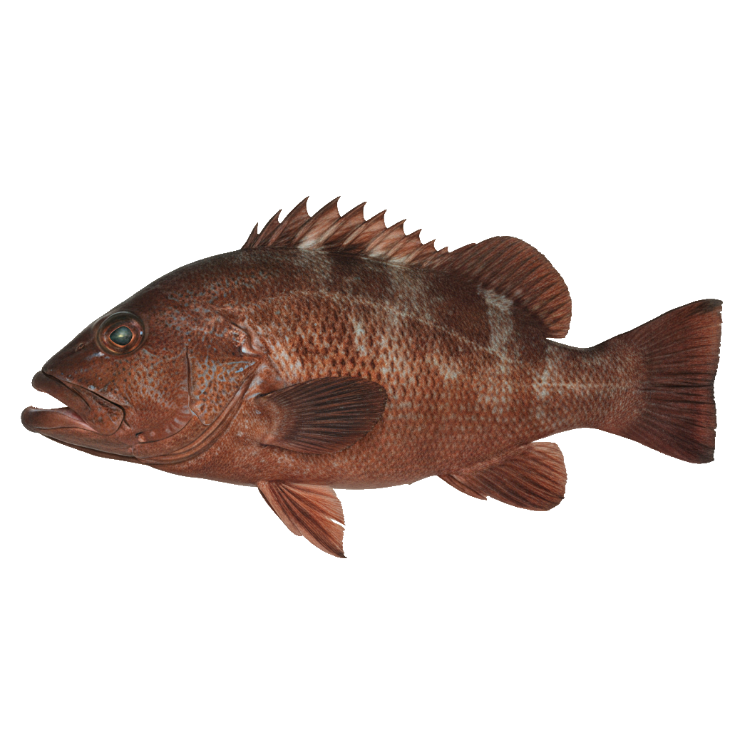 Red Grouper