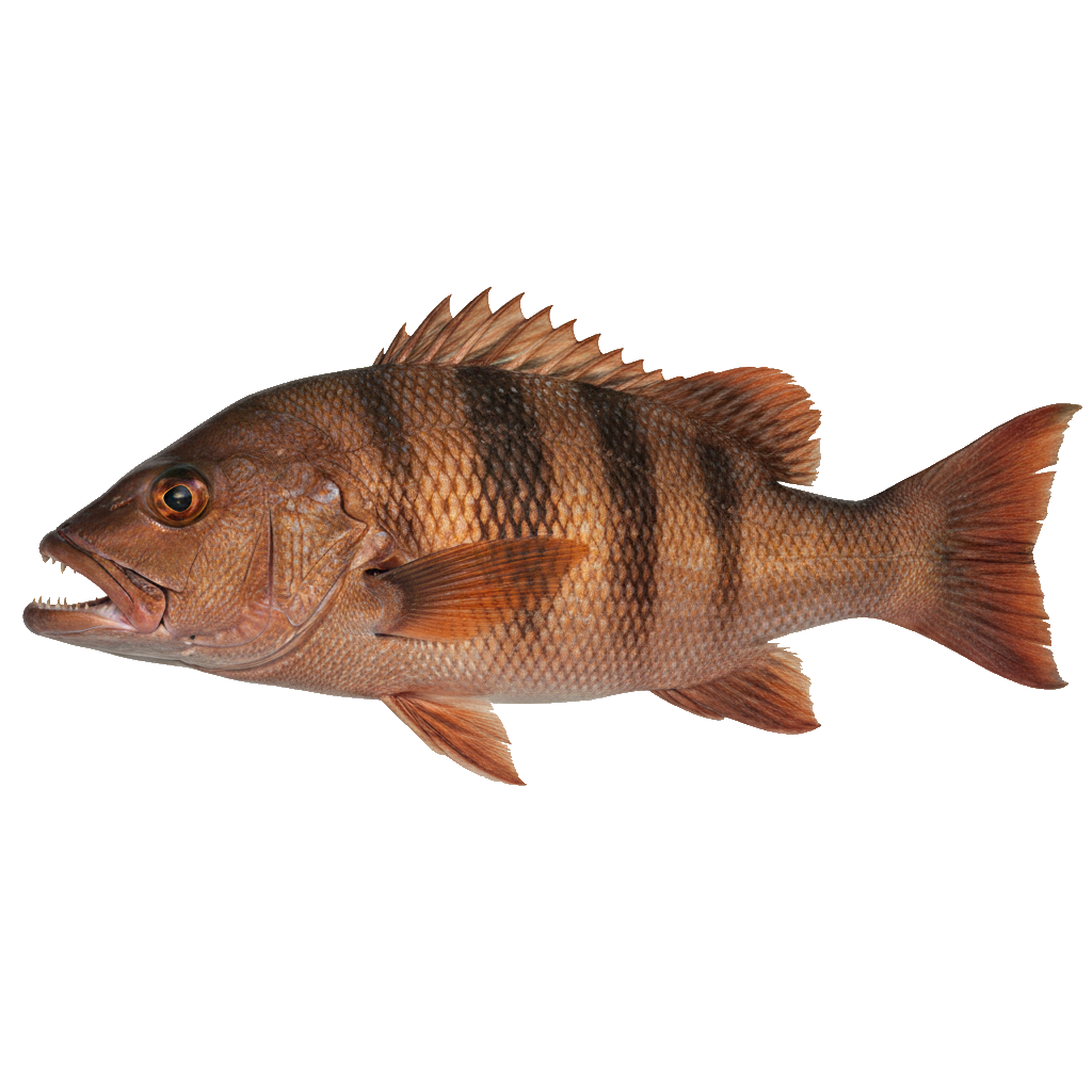 Cubera Snapper