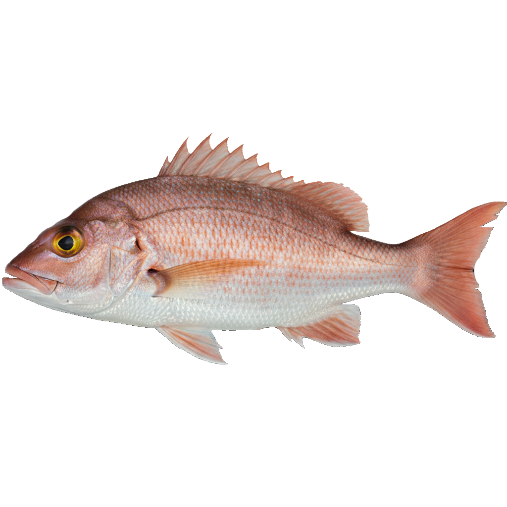 Yellow Eye Snapper
