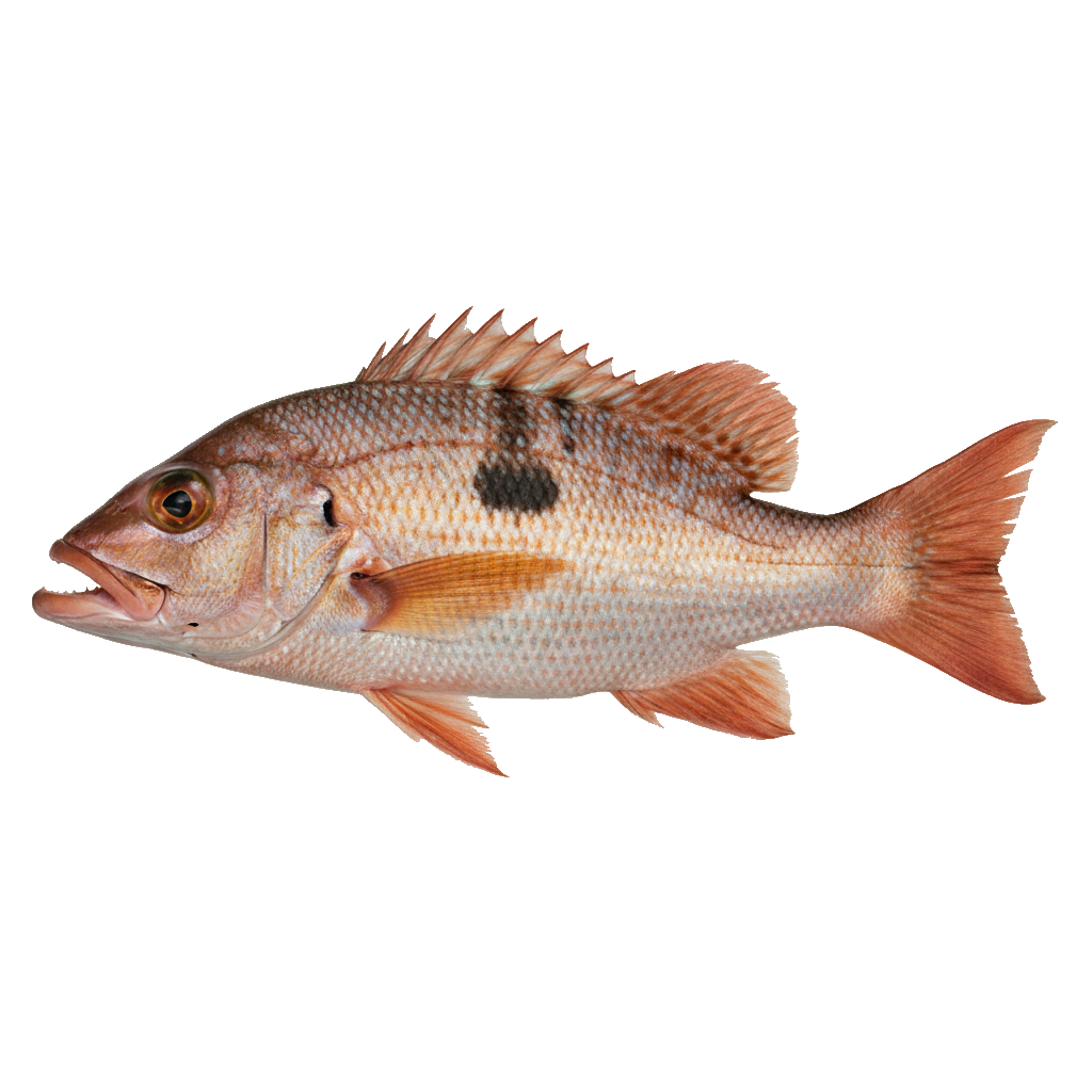 Spotted Rose Snapper