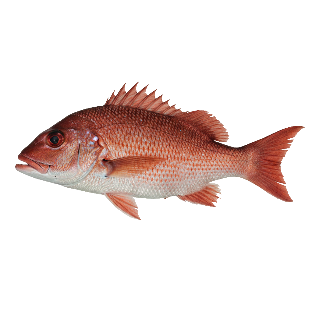Red Snapper