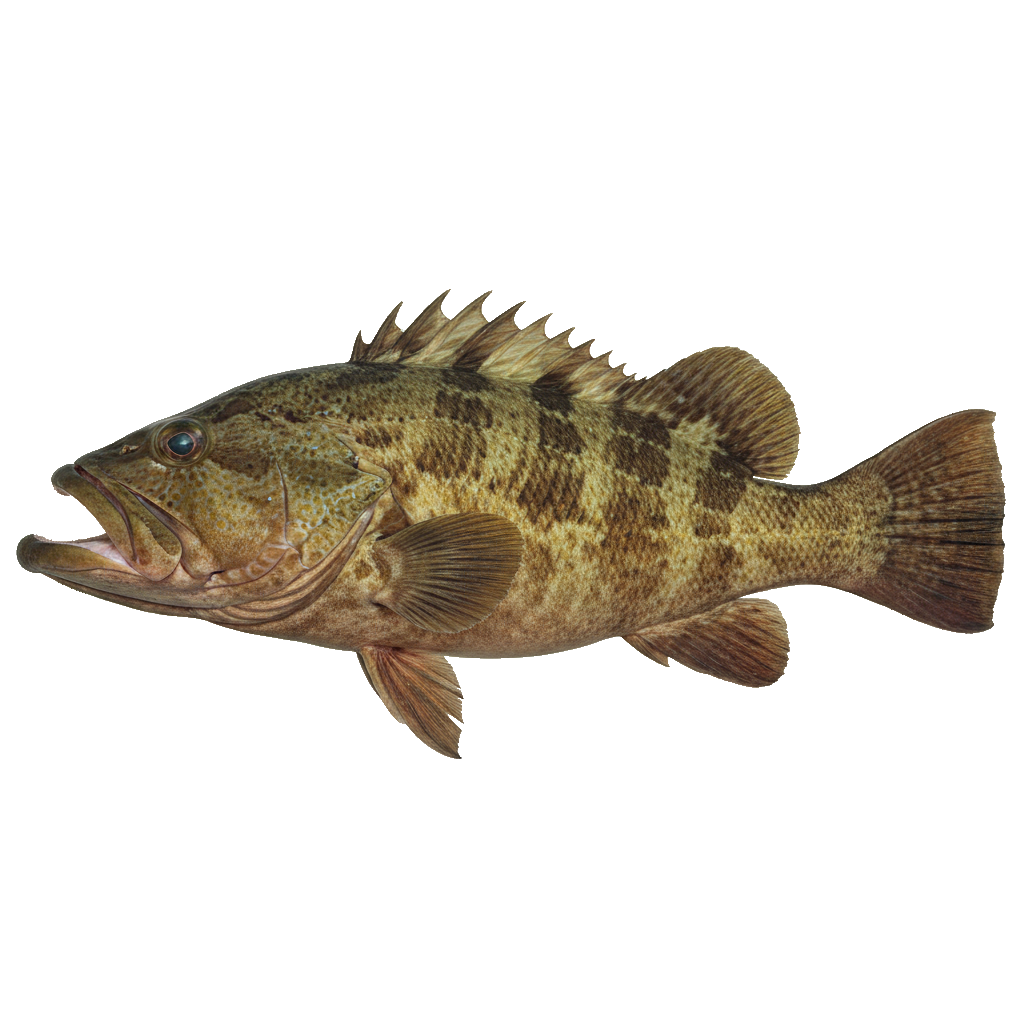 Goliath Grouper