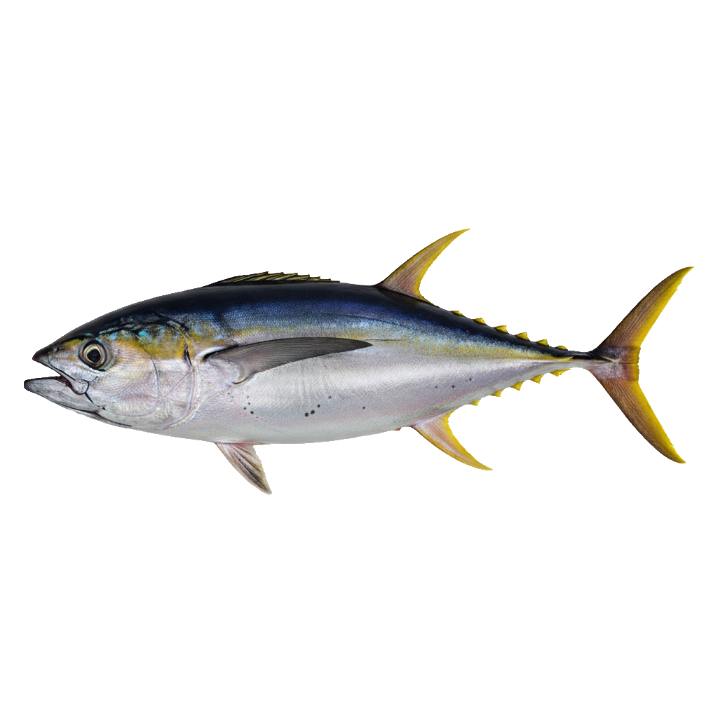 Yellowfin Tuna